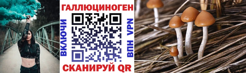 Псилоцибиновые грибы Psilocybe  Томари 